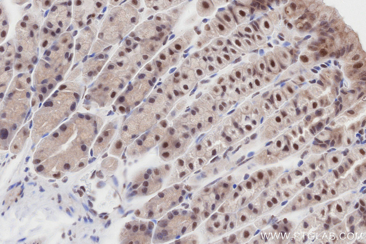 Immunohistochemical analysis of paraffin-embedded mouse stomach tissue slide using KHC2794 (SMARCD1 IHC Kit).