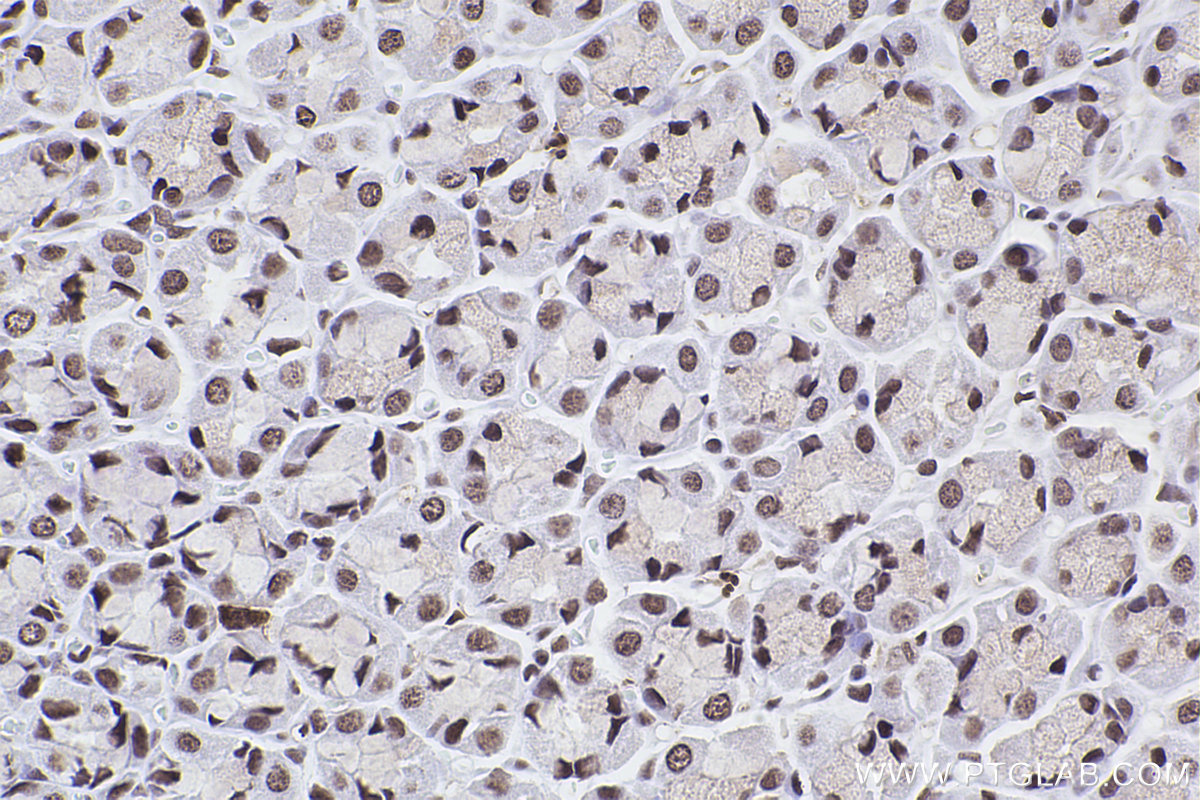 Immunohistochemical analysis of paraffin-embedded rat stomach tissue slide using KHC2465 (SMC1A IHC Kit).
