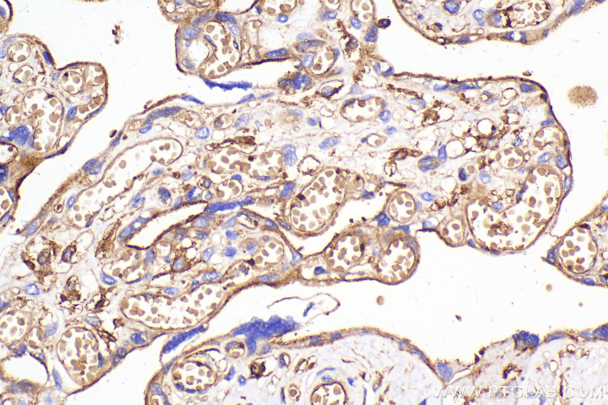 Immunohistochemical analysis of paraffin-embedded human placenta tissue slide using KHC2040 (SNAP23 IHC Kit).
