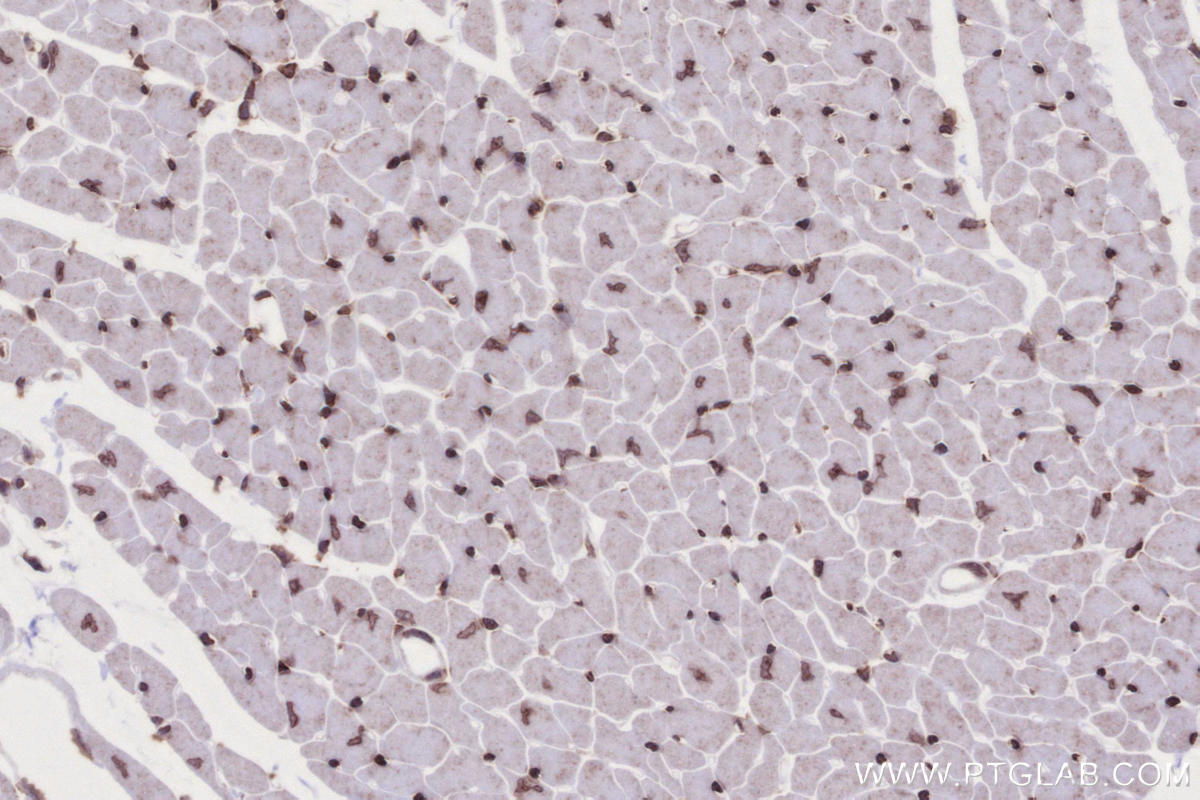 Immunohistochemical analysis of paraffin-embedded mouse heart tissue slide using KHC2703 (SNIP1 IHC Kit).