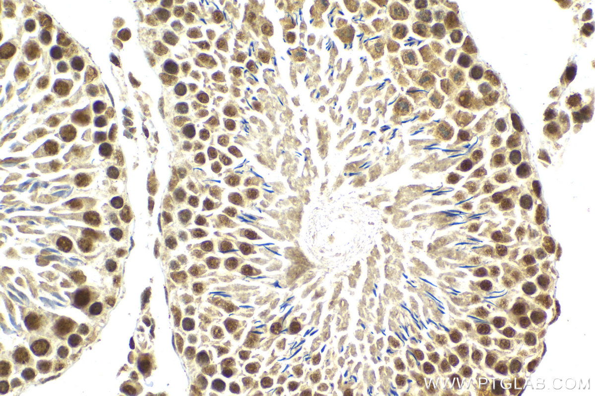 Immunohistochemical analysis of paraffin-embedded rat testis tissue slide using KHC2118 (SNRNP200 IHC Kit).