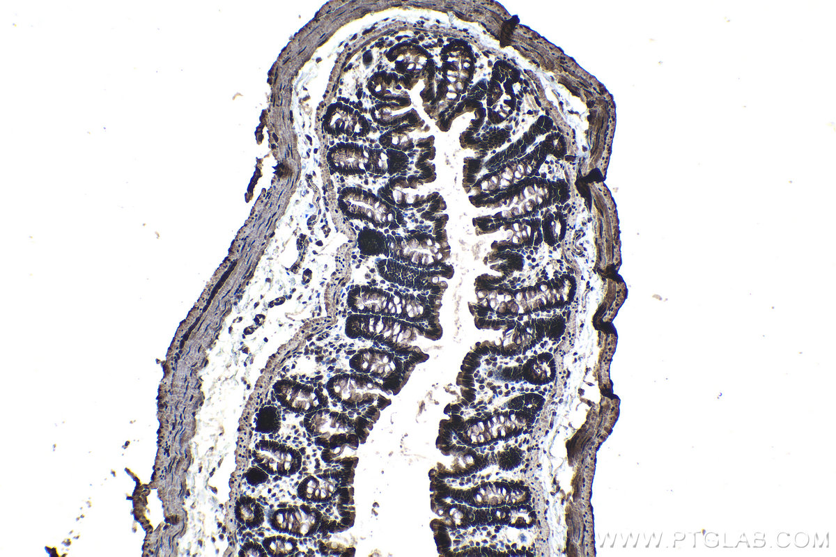 Immunohistochemical analysis of paraffin-embedded rat colon tissue slide using KHC0977 (SNRPB IHC Kit).