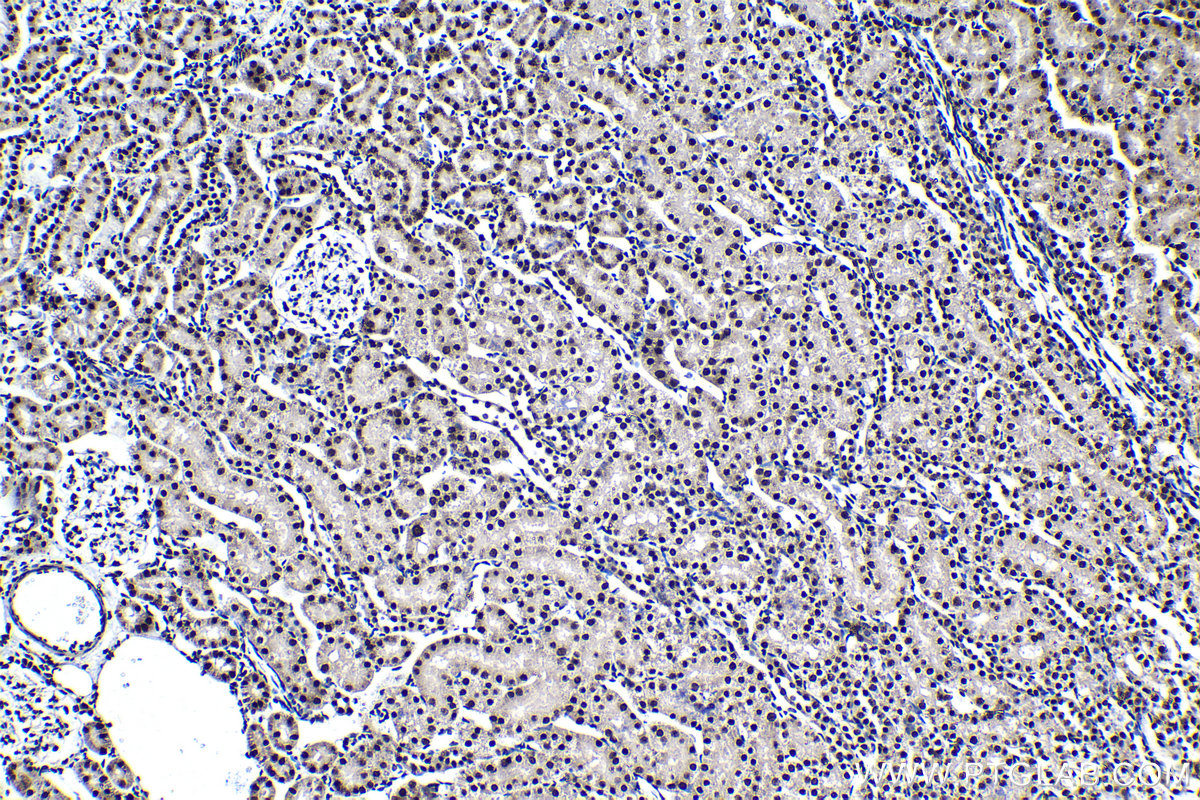 Immunohistochemical analysis of paraffin-embedded rat kidney tissue slide using KHC1393 (SNRPD2 IHC Kit).