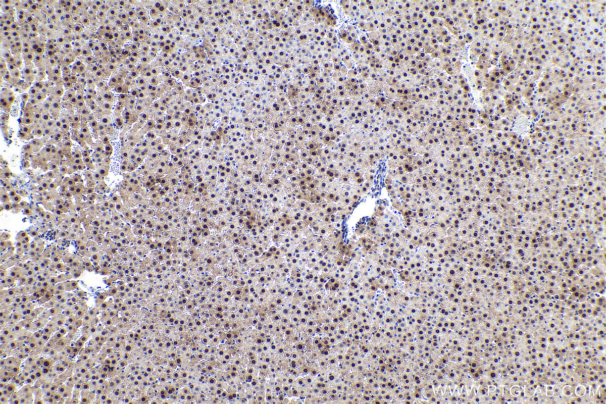 Immunohistochemical analysis of paraffin-embedded rat liver tissue slide using KHC0834 (SNRPF IHC Kit).