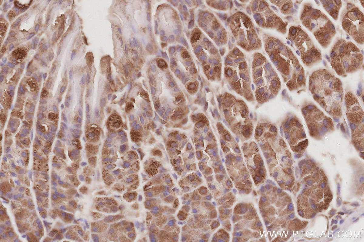 Immunohistochemical analysis of paraffin-embedded mouse stomach tissue slide using KHC3084 (SNX9 IHC Kit).