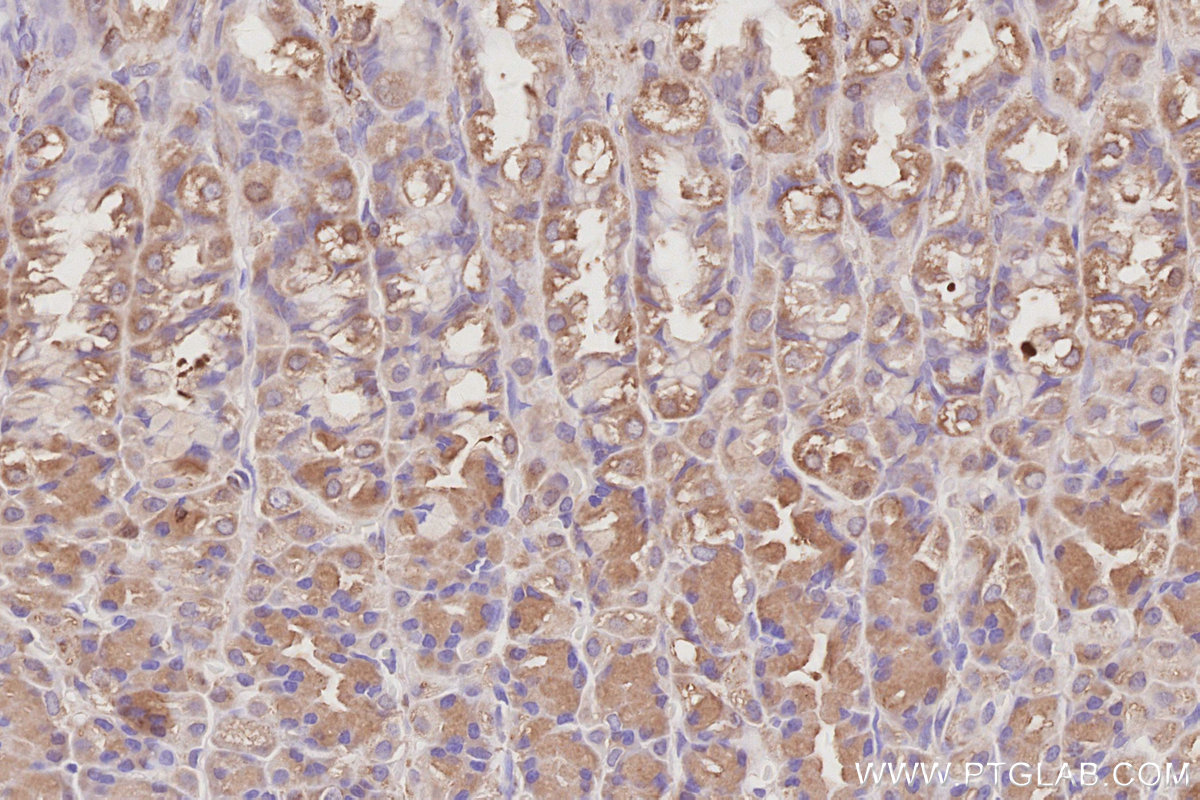 Immunohistochemical analysis of paraffin-embedded rat stomach tissue slide using KHC3084 (SNX9 IHC Kit).