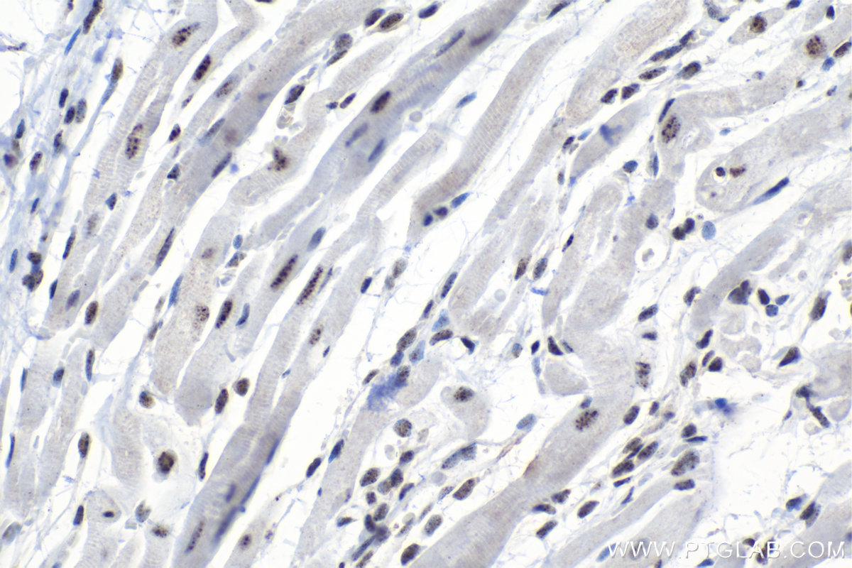 Immunohistochemical analysis of paraffin-embedded rat heart tissue slide using KHC1555 (SON IHC Kit).