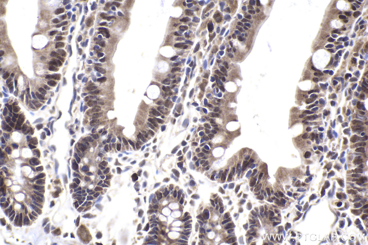 Immunohistochemical analysis of paraffin-embedded rat small intestine tissue slide using KHC2002 (SOX13 IHC Kit).