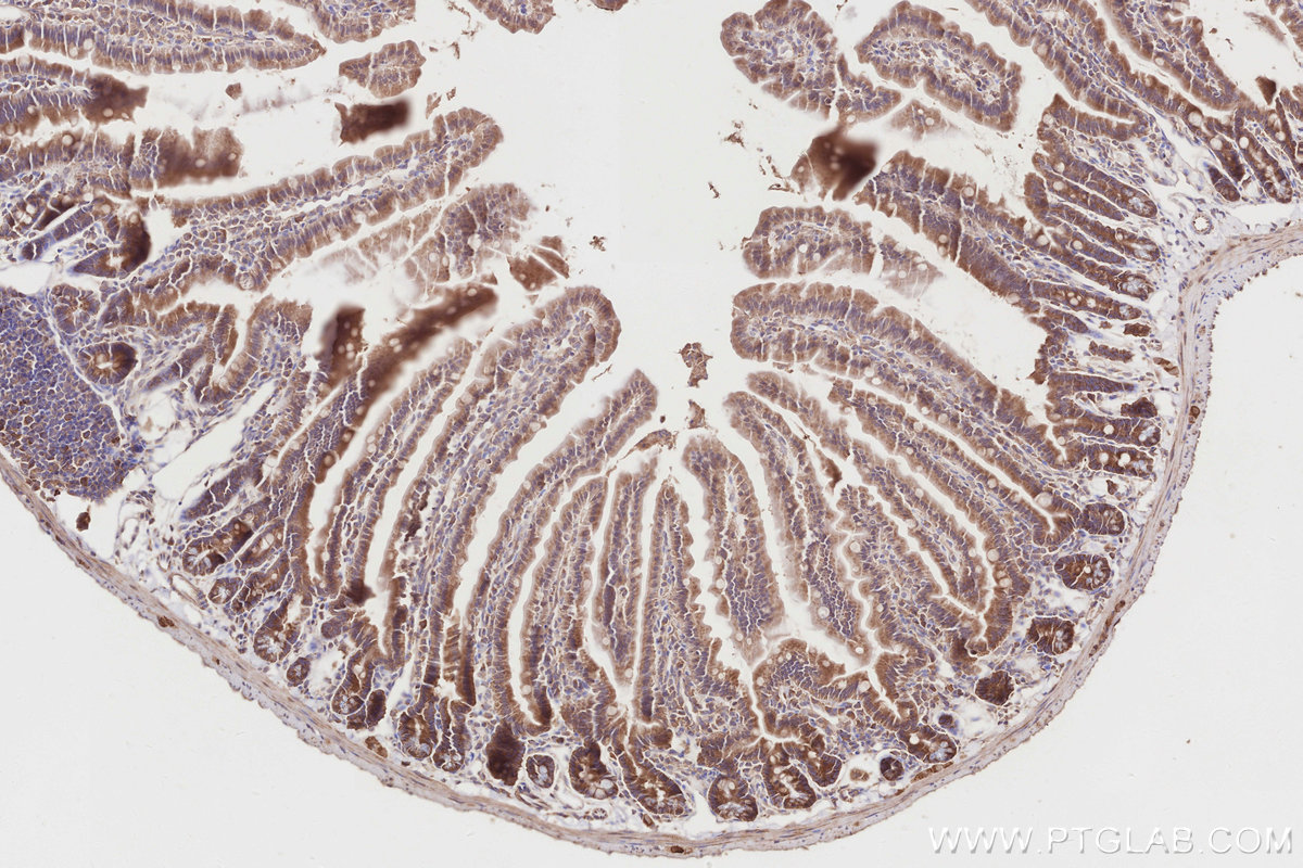 Immunohistochemical analysis of paraffin-embedded mouse small intestine tissue slide using KHC2837 (SPATA13 IHC Kit).