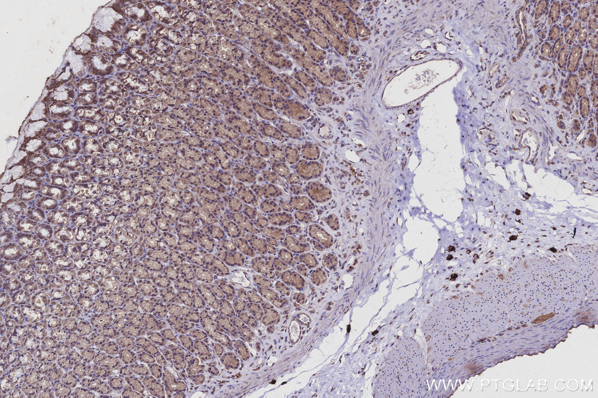 Immunohistochemical analysis of paraffin-embedded rat stomach tissue slide using KHC2930 (SPC25 IHC Kit).