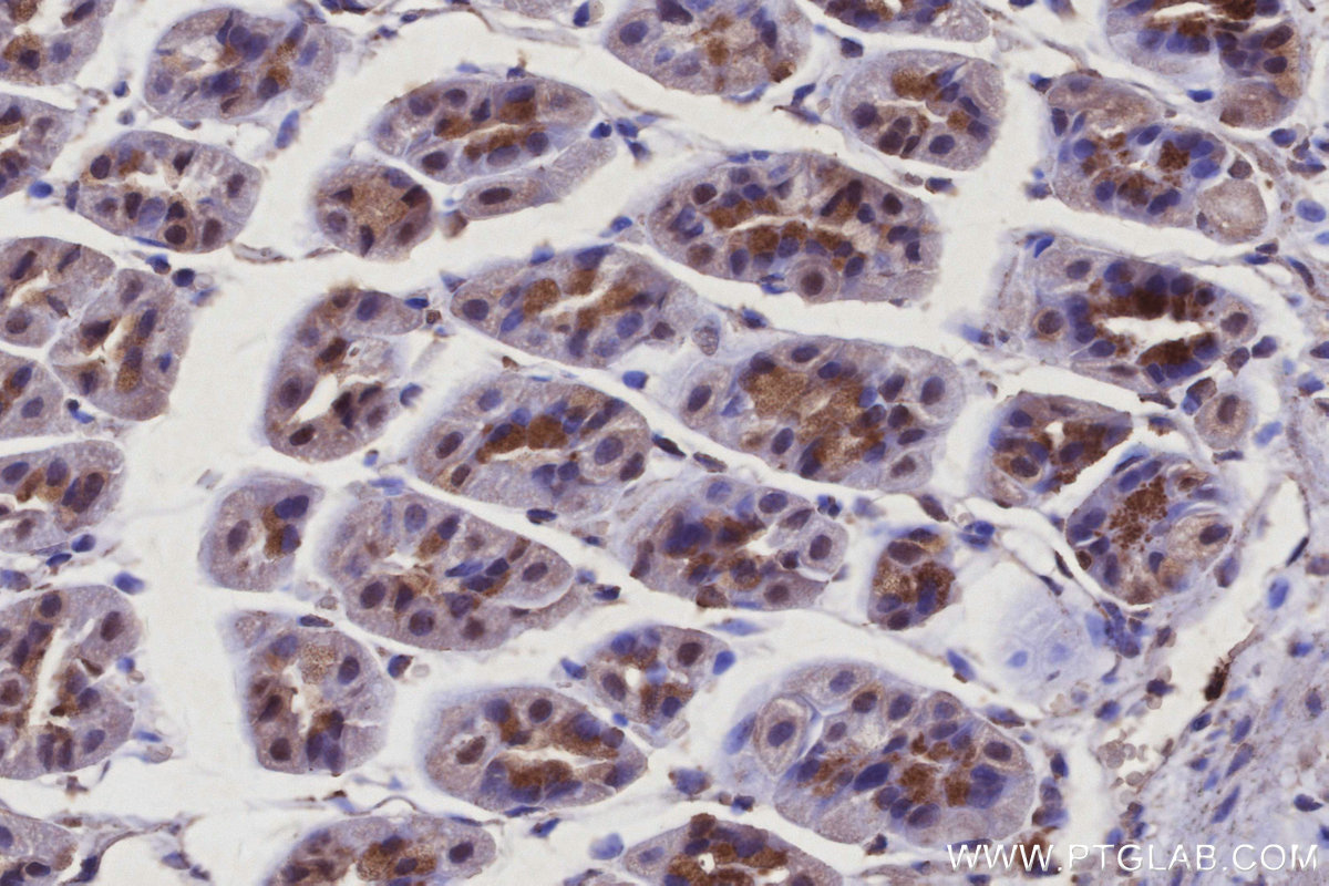 Immunohistochemical analysis of paraffin-embedded mouse stomach tissue slide using KHC2930 (SPC25 IHC Kit).