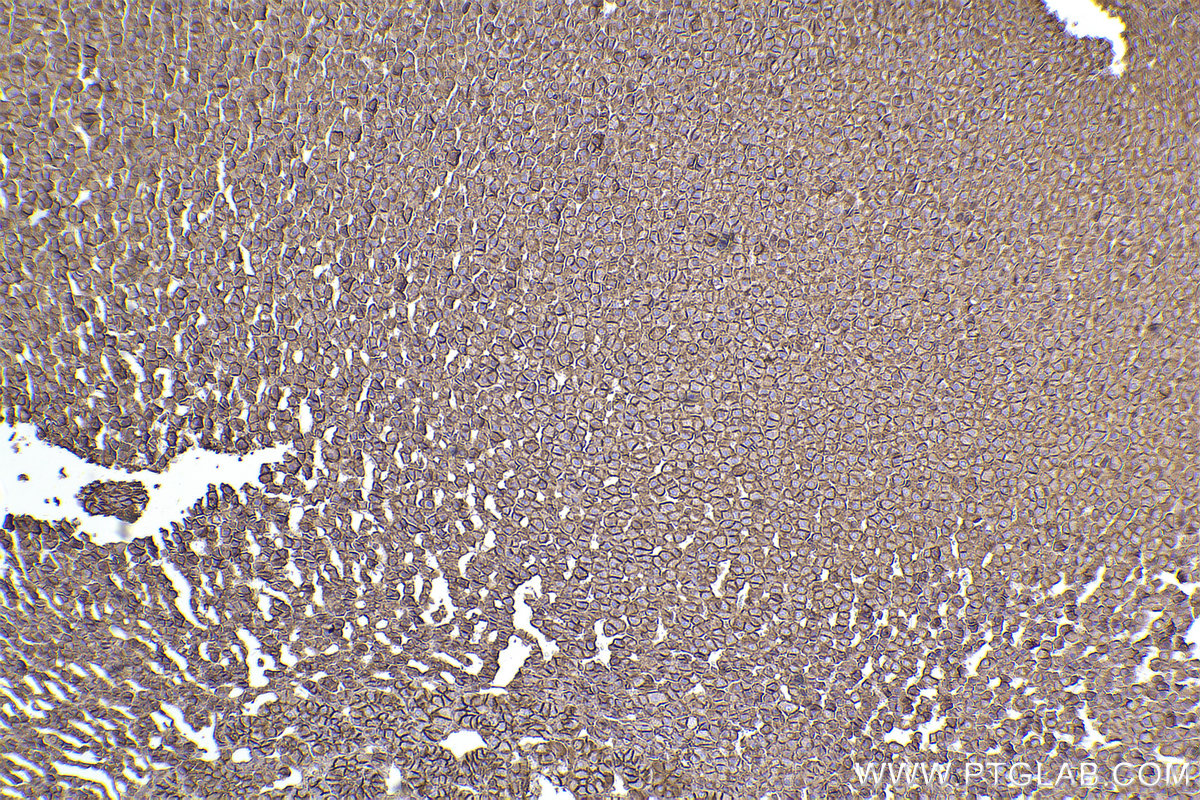 Immunohistochemical analysis of paraffin-embedded rat adrenal gland tissue slide using KHC2442 (SPTAN1 IHC Kit).