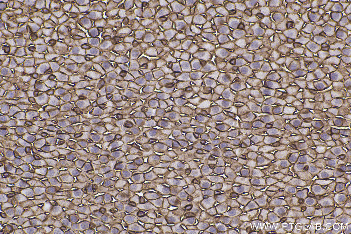 Immunohistochemical analysis of paraffin-embedded mouse adrenal gland tissue slide using KHC2442 (SPTAN1 IHC Kit).