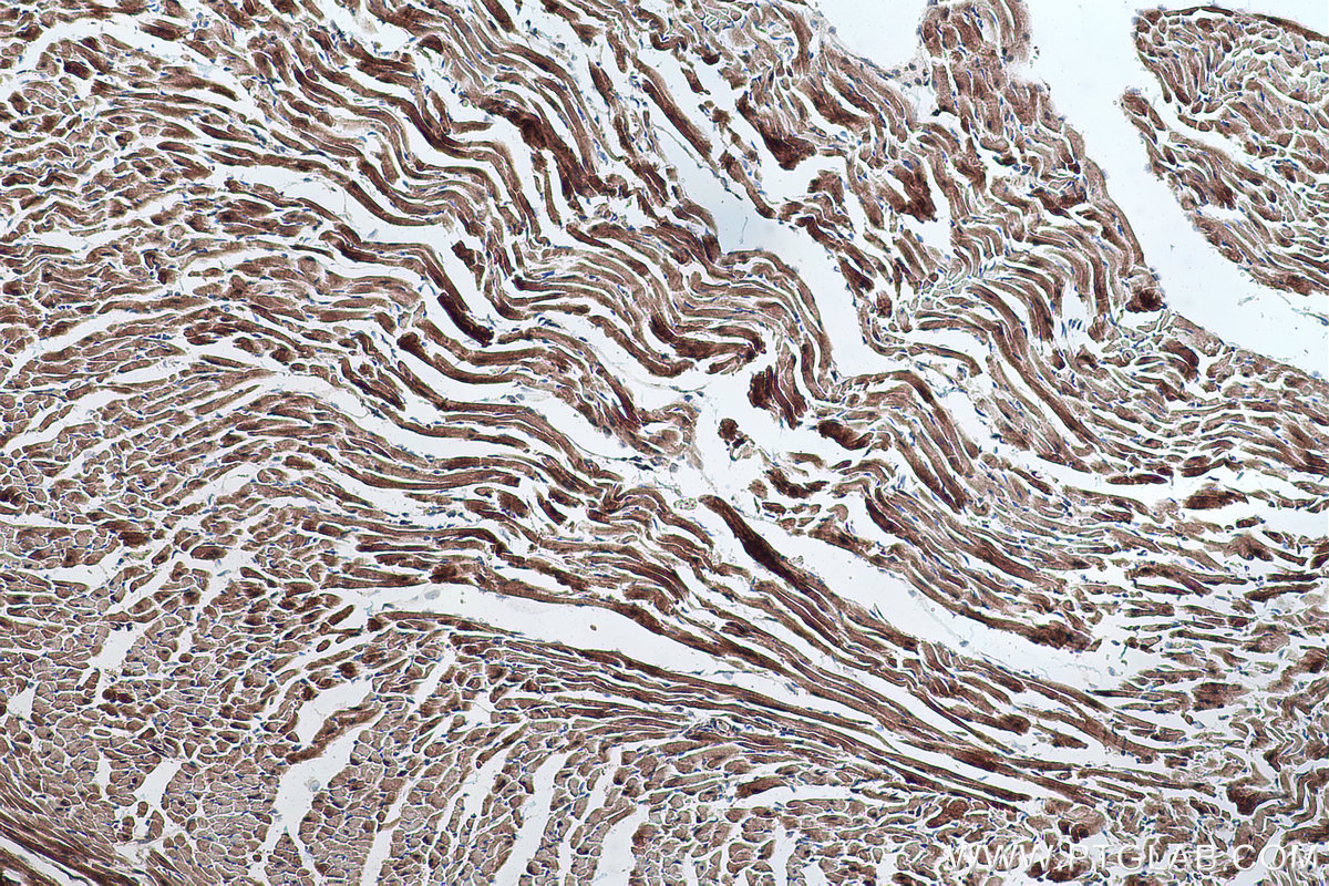 Immunohistochemical analysis of paraffin-embedded mouse heart tissue slide using KHC0301 (SPTB IHC Kit).