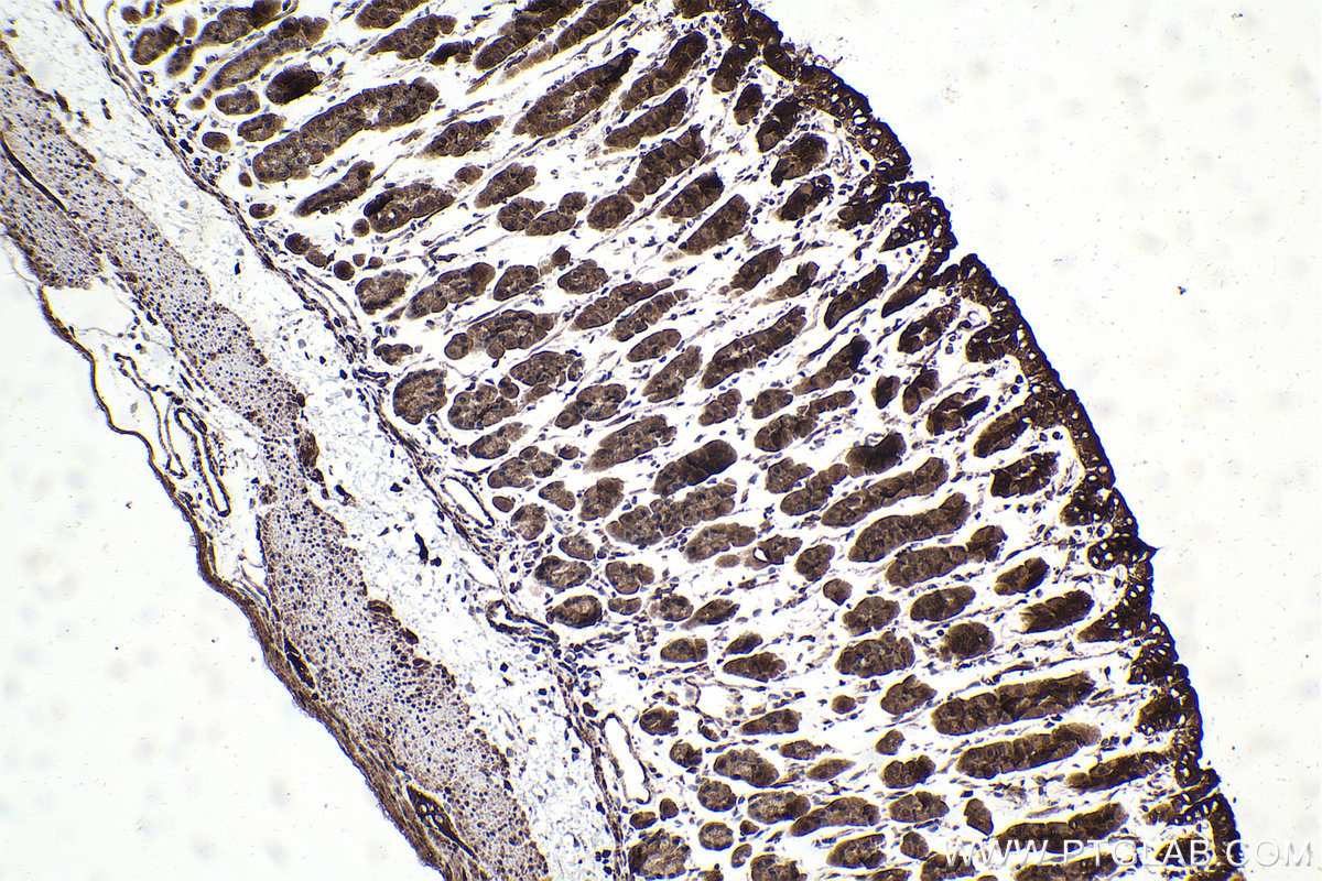 Immunohistochemical analysis of paraffin-embedded mouse stomach tissue slide using KHC1689 (SREBF2 IHC Kit).