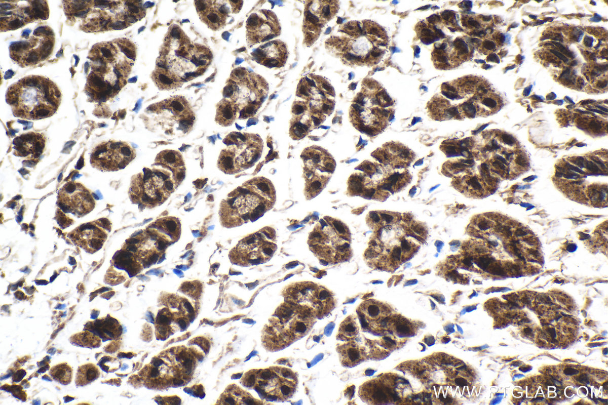 Immunohistochemical analysis of paraffin-embedded mouse stomach tissue slide using KHC2105 (SRGAP2 IHC Kit).