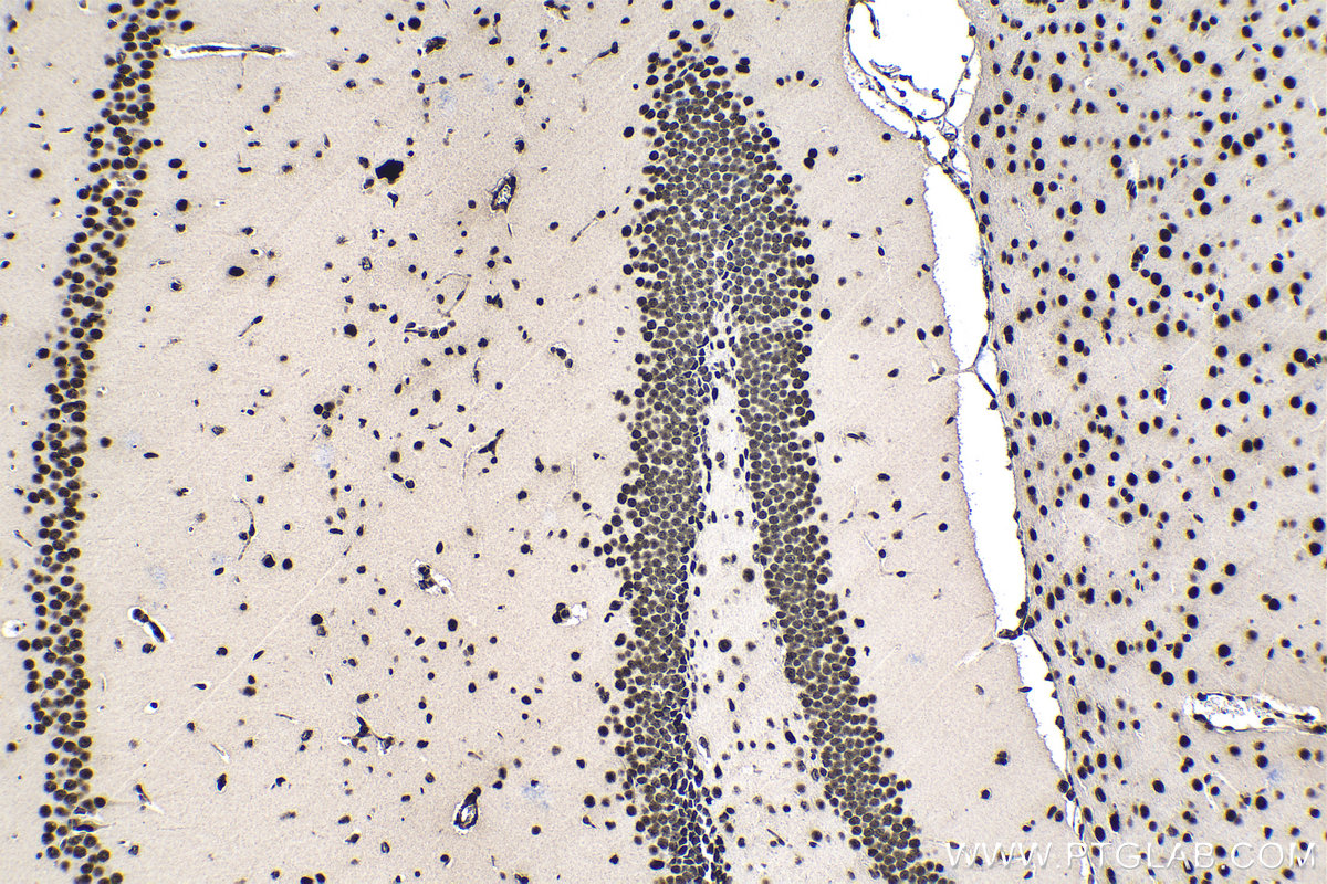 Immunohistochemical analysis of paraffin-embedded mouse brain tissue slide using KHC1396 (SRSF1 IHC Kit).