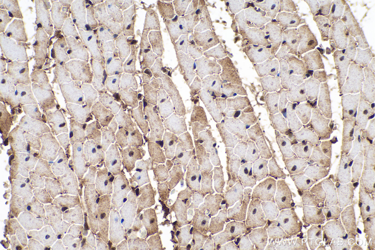 Immunohistochemical analysis of paraffin-embedded rat heart tissue slide using KHC0730 (SRSF3 IHC Kit).