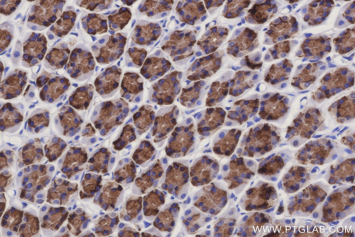 Immunohistochemical analysis of paraffin-embedded rat stomach tissue slide using KHC3121 (SSR3 IHC Kit).