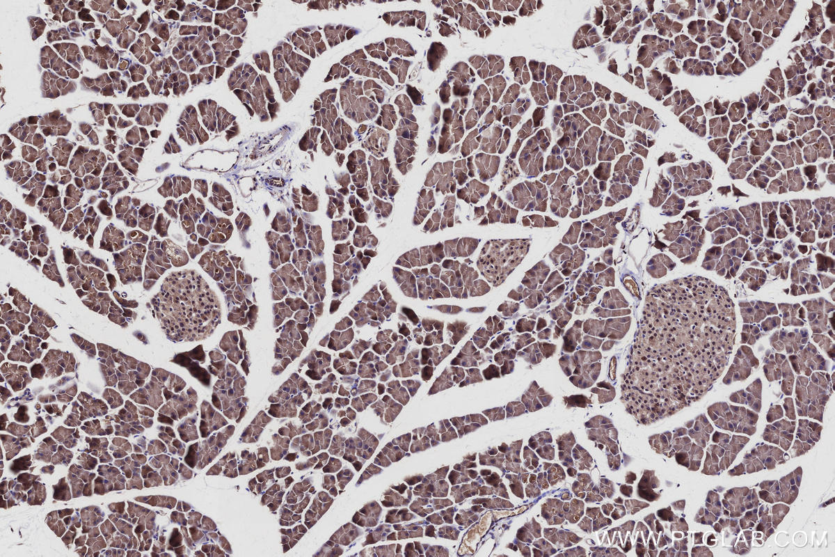 Immunohistochemical analysis of paraffin-embedded mouse pancreas tissue slide using KHC2949 (ST7 IHC Kit).