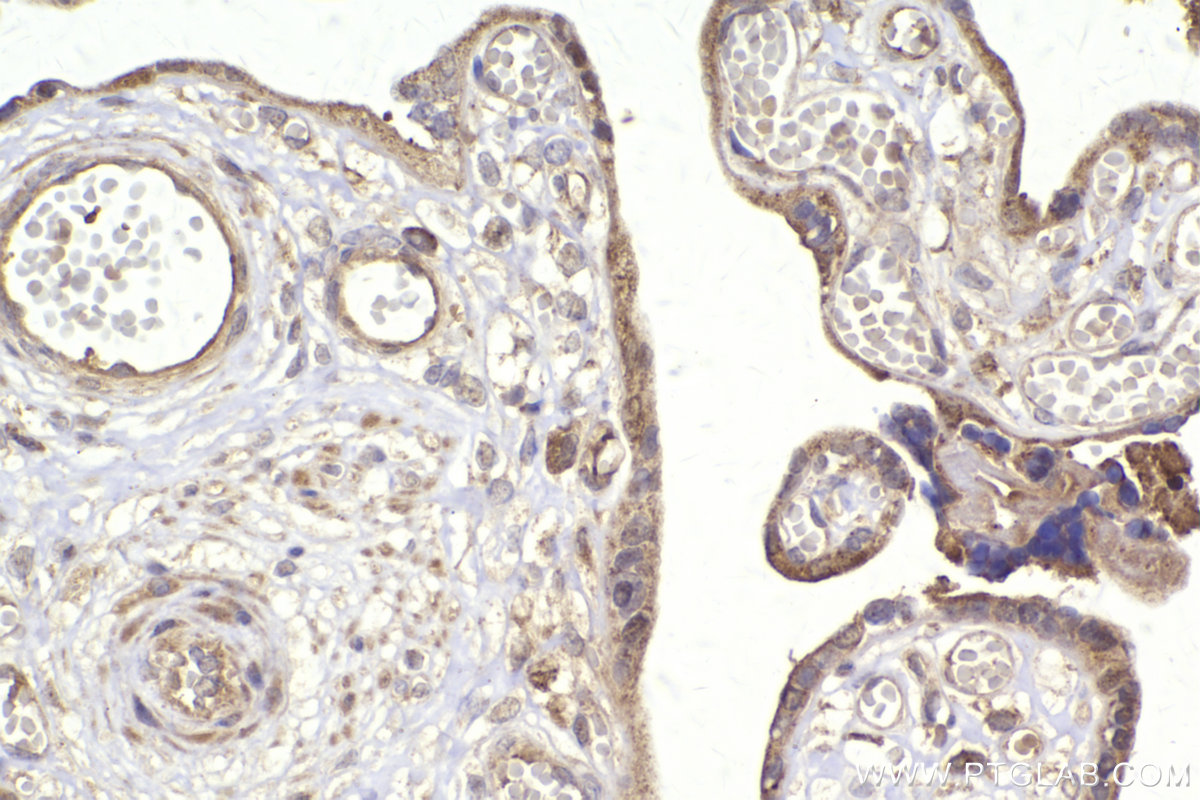 Immunohistochemical analysis of paraffin-embedded human placenta tissue slide using KHC2949 (ST7 IHC Kit).
