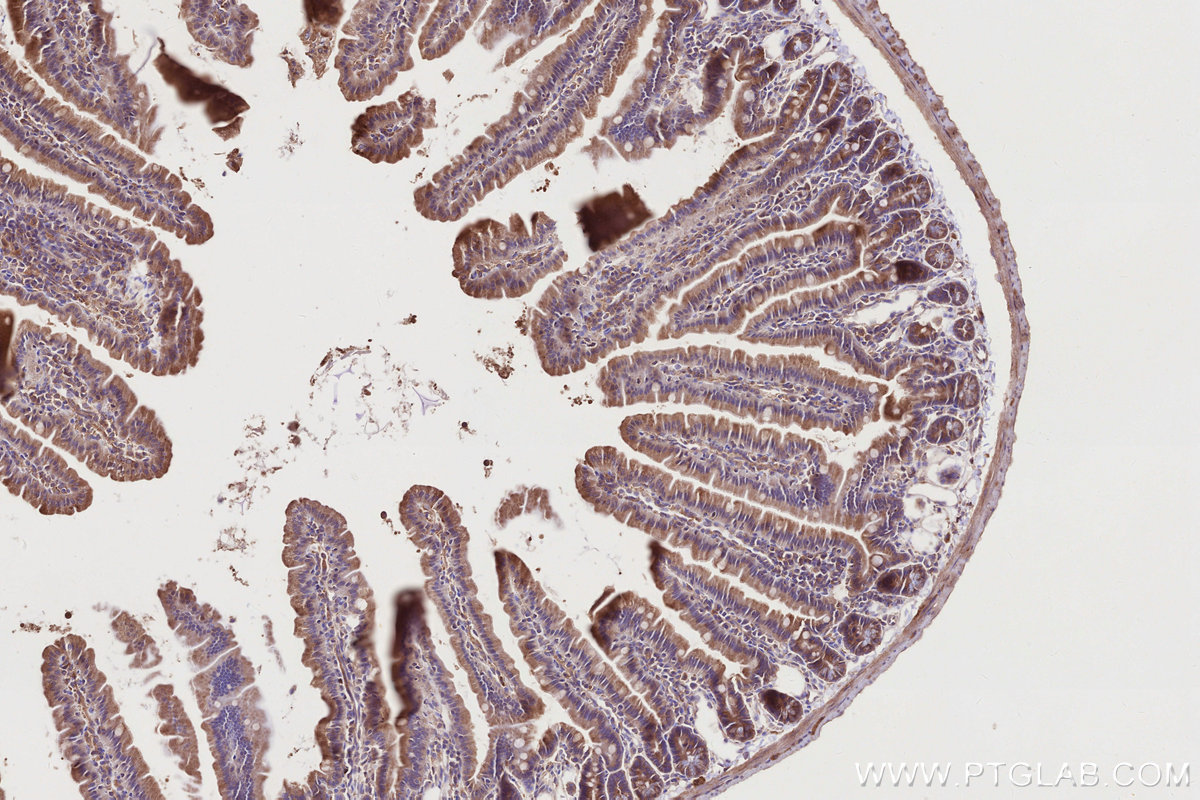 Immunohistochemical analysis of paraffin-embedded mouse small intestine tissue slide using KHC2754 (STAM IHC Kit).