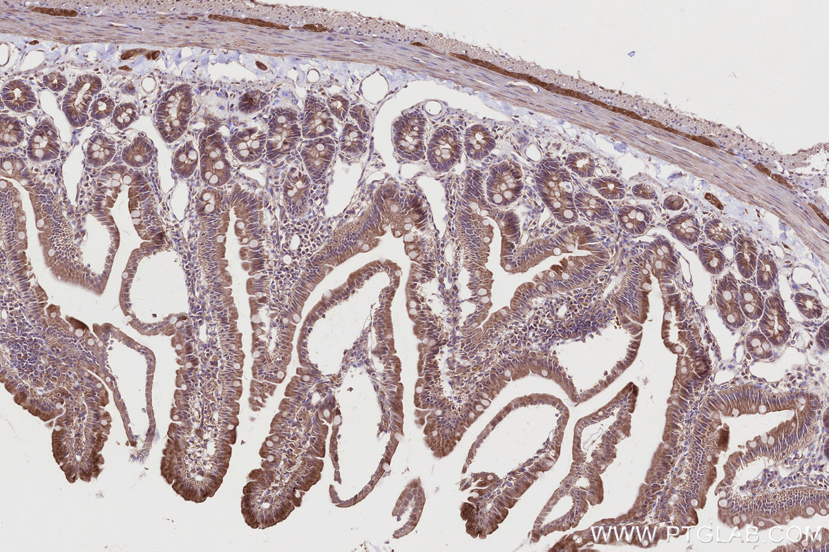 Immunohistochemical analysis of paraffin-embedded rat small intestine tissue slide using KHC2754 (STAM IHC Kit).