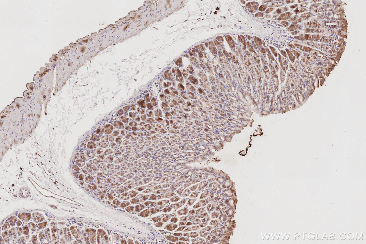 Immunohistochemical analysis of paraffin-embedded mouse stomach tissue slide using KHC3065 (STARD13 IHC Kit).
