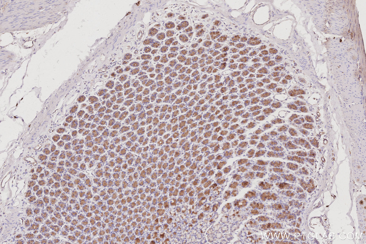 Immunohistochemical analysis of paraffin-embedded rat stomach tissue slide using KHC3065 (STARD13 IHC Kit).