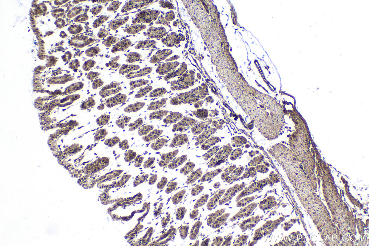 Immunohistochemical analysis of paraffin-embedded mouse stomach tissue slide using KHC1736 (STAT4 IHC Kit).