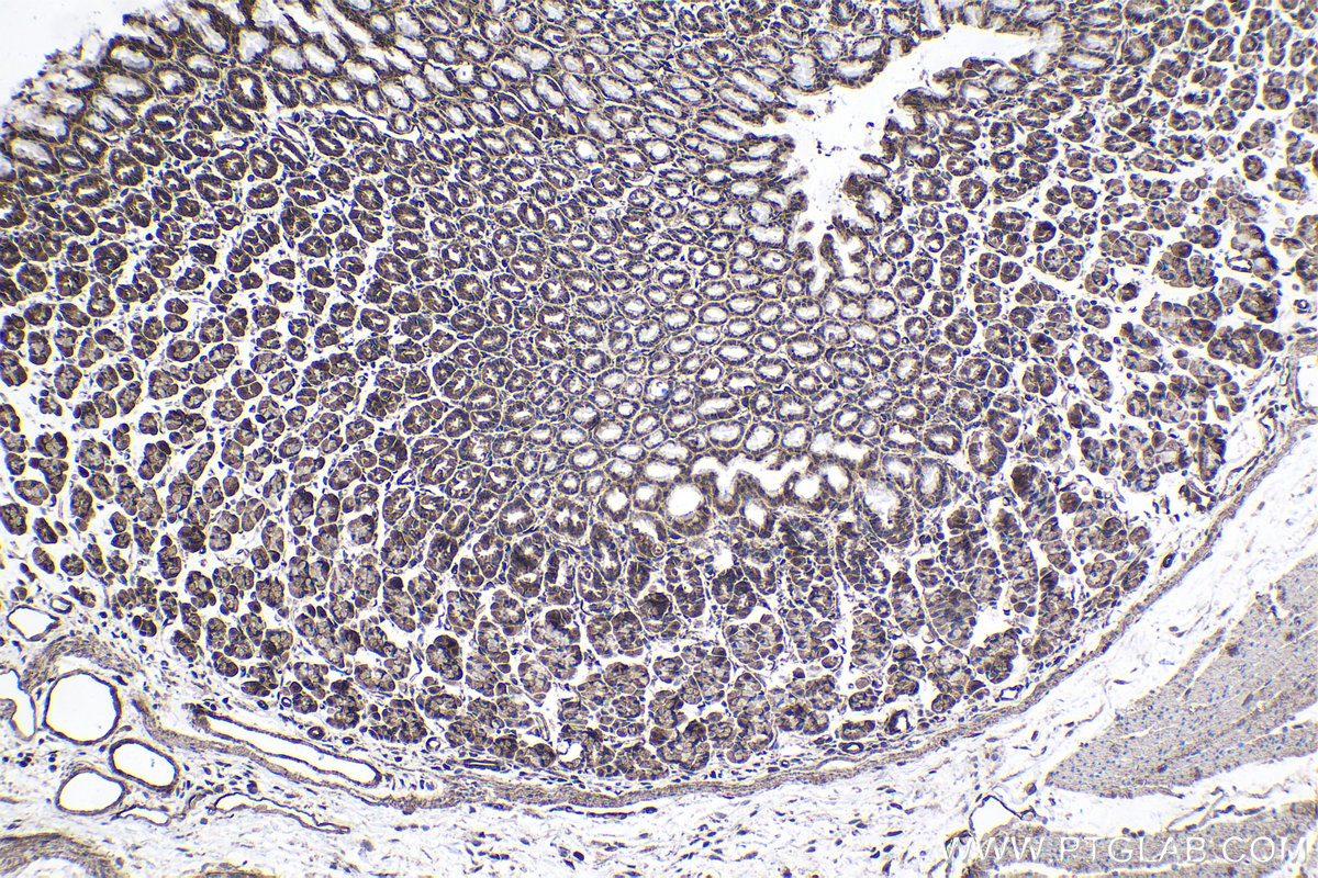 Immunohistochemical analysis of paraffin-embedded rat stomach tissue slide using KHC1736 (STAT4 IHC Kit).