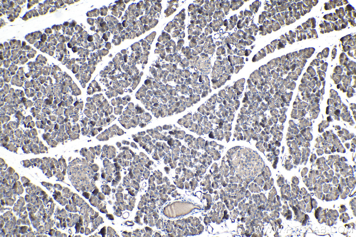 Immunohistochemical analysis of paraffin-embedded rat pancreas tissue slide using KHC0985 (STAU1 IHC Kit).