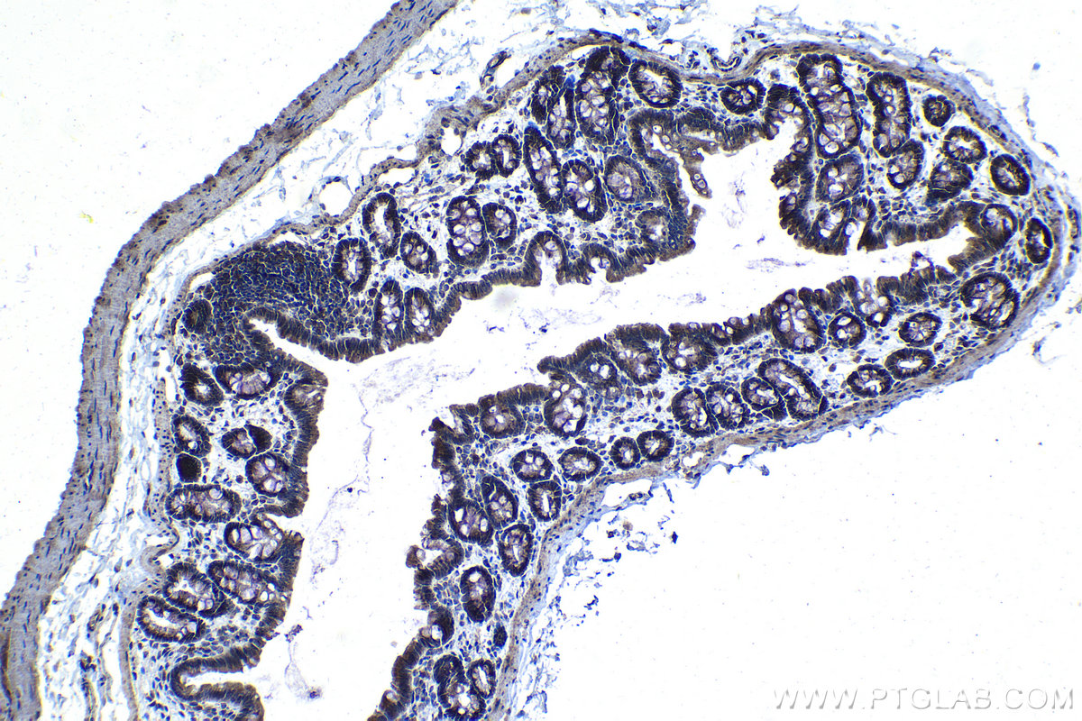 Immunohistochemical analysis of paraffin-embedded rat colon tissue slide using KHC1346 (STC2 IHC Kit).