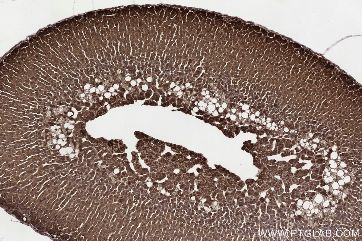 Immunohistochemical analysis of paraffin-embedded mouse adrenal gland tissue slide using KHC3300 (STEAP2 IHC Kit). Immunohistochemical analysis of paraffin-embedded mouse adrenal gland tissue slide using KHC3300 (STEAP2 IHC Kit).