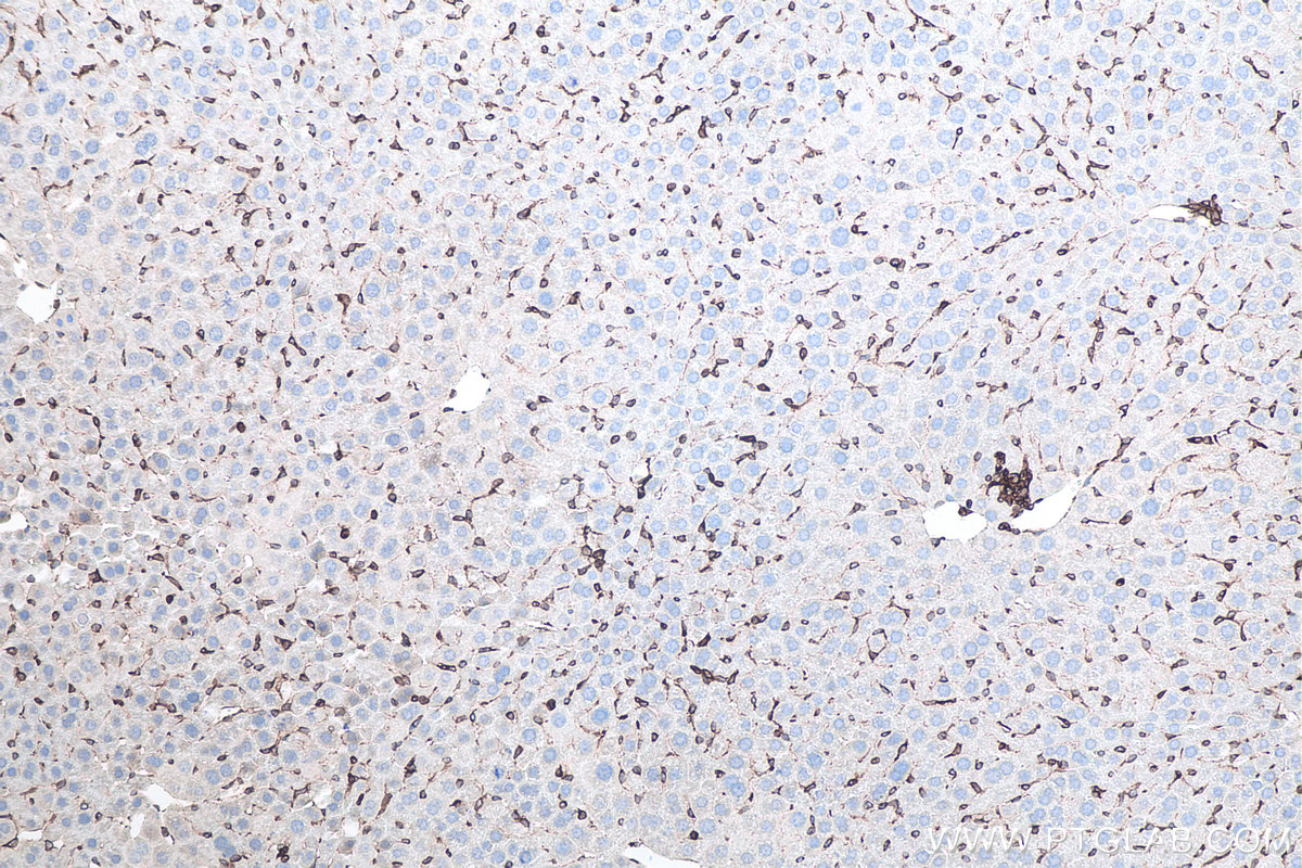 Immunohistochemical analysis of paraffin-embedded mouse liver tissue slide using KHC0060 (STING IHC Kit).