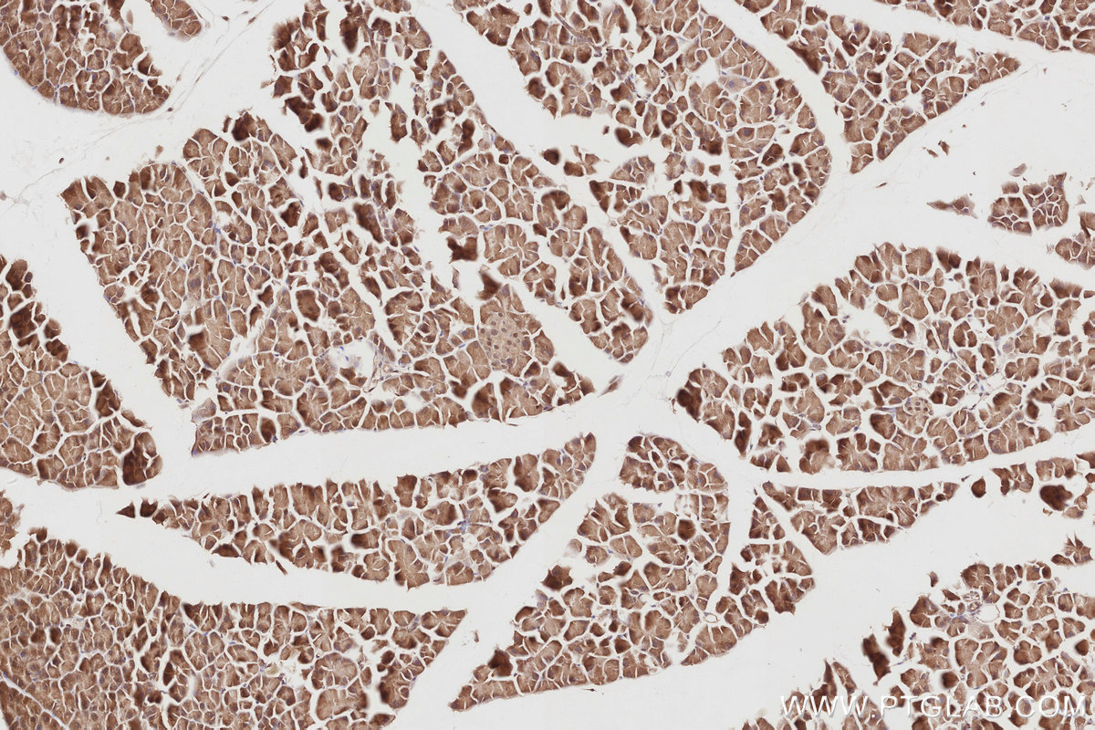 Immunohistochemical analysis of paraffin-embedded mouse pancreas tissue slide using KHC2895 (STRADB IHC Kit).
