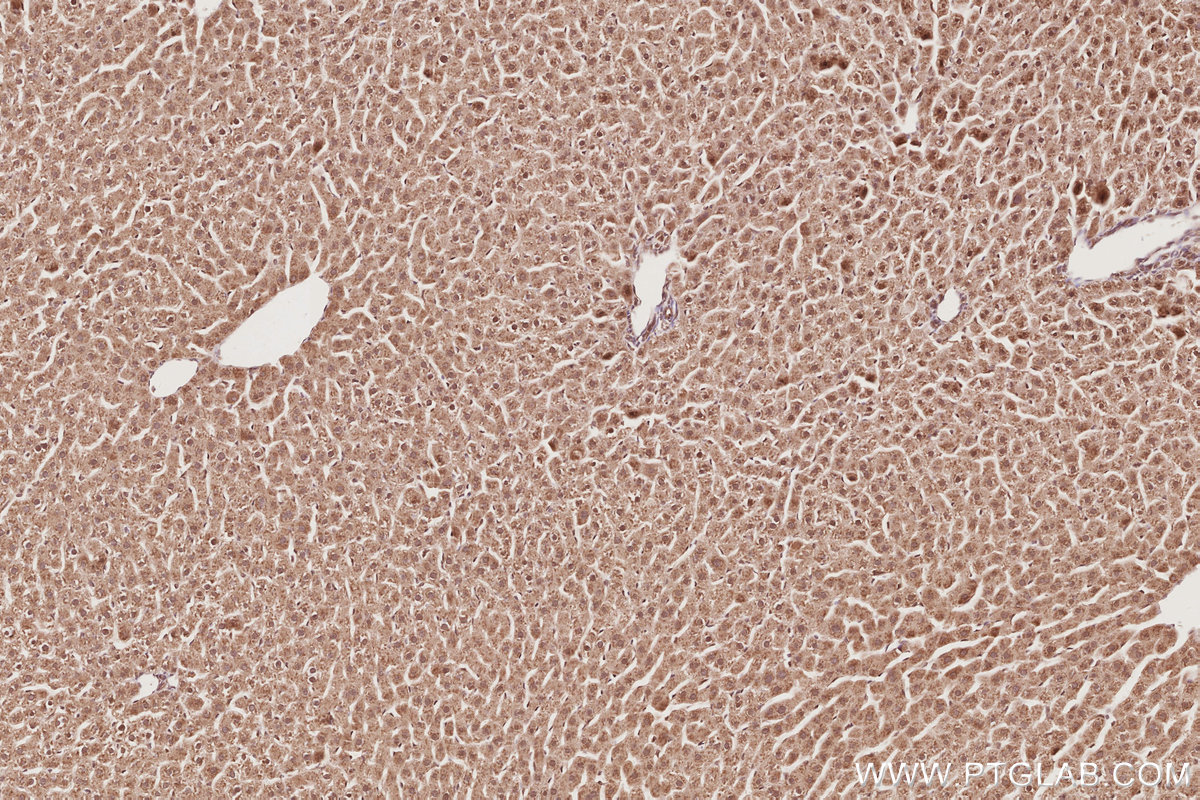 Immunohistochemical analysis of paraffin-embedded rat liver tissue slide using KHC2895 (STRADB IHC Kit).