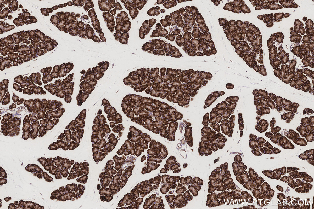 Immunohistochemical analysis of paraffin-embedded rat pancreas tissue slide using KHC3213 (STT3A IHC Kit).