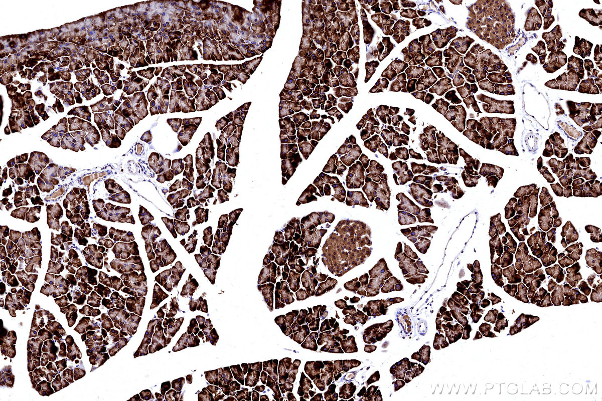 Immunohistochemical analysis of paraffin-embedded mouse pancreas tissue slide using KHC3213 (STT3A IHC Kit).