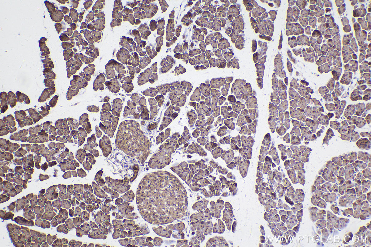 Immunohistochemical analysis of paraffin-embedded mouse pancreas tissue slide using KHC2422 (STX5 IHC Kit).