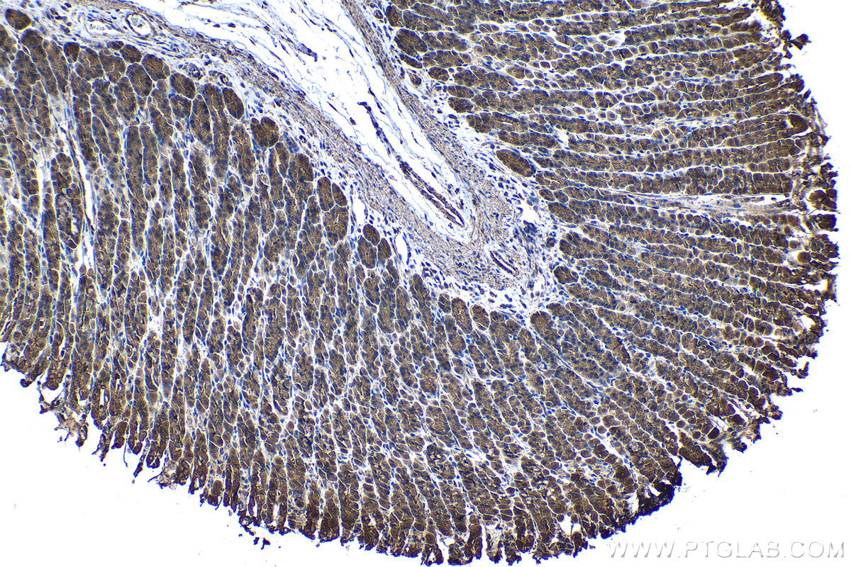 Immunohistochemical analysis of paraffin-embedded rat stomach tissue slide using KHC1231 (SULF2 IHC Kit).