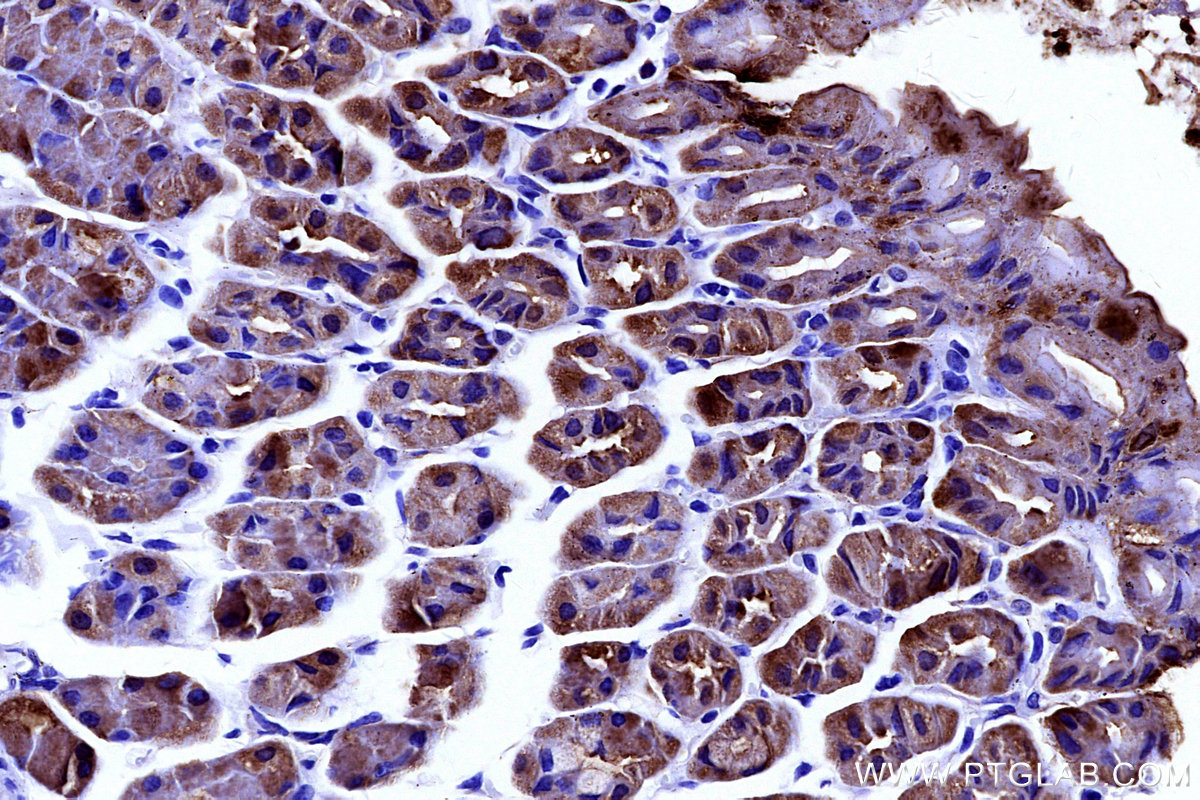 Immunohistochemical analysis of paraffin-embedded mouse stomach tissue slide using KHC3135 (SULT1C2 IHC Kit).