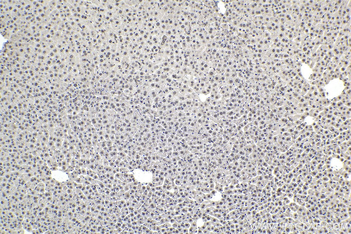 Immunohistochemical analysis of paraffin-embedded mouse liver tissue slide using KHC1857 (SYMPK IHC Kit).