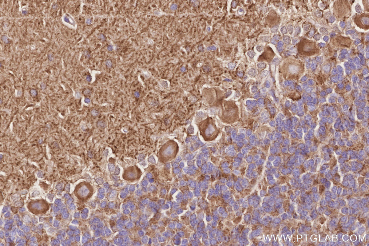 Immunohistochemical analysis of paraffin-embedded rat cerebellum tissue slide using KHC2846 (Septin 5 IHC Kit).