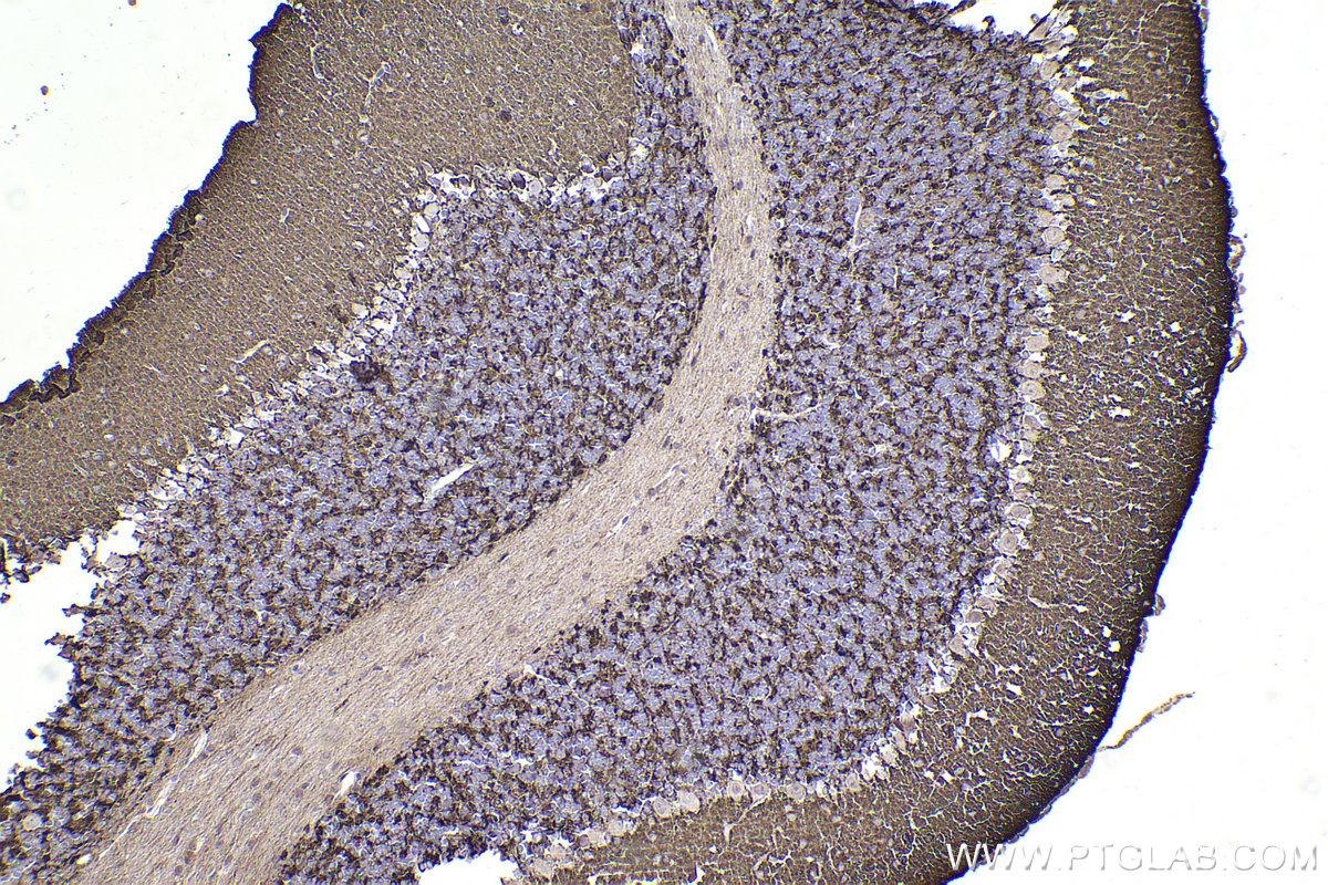 Immunohistochemical analysis of paraffin-embedded mouse cerebellum tissue slide using KHC2205 (SYT1 IHC Kit).