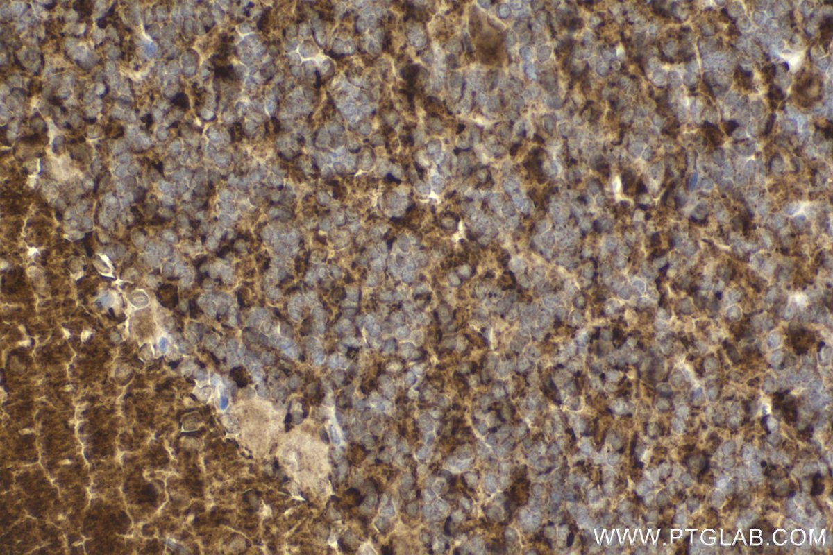 Immunohistochemical analysis of paraffin-embedded rat cerebellum tissue slide using KHC2205 (SYT1 IHC Kit).