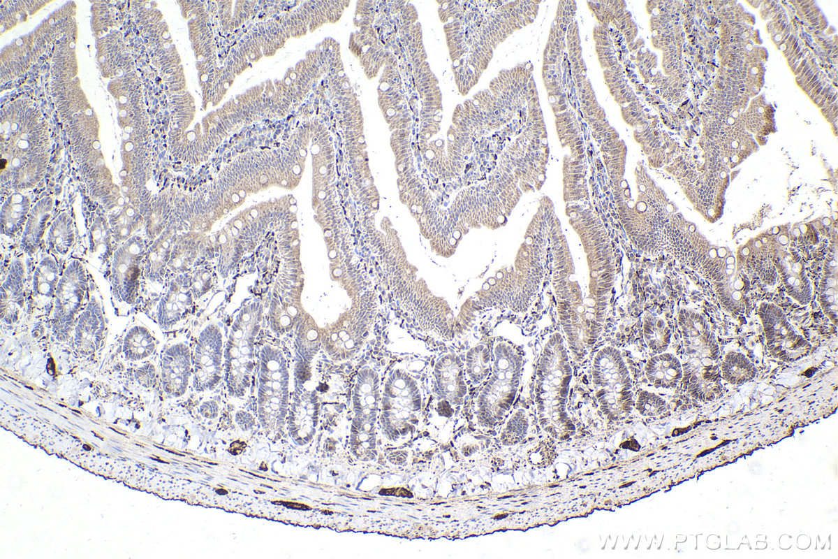 Immunohistochemical analysis of paraffin-embedded rat small intestine tissue slide using KHC2205 (SYT1 IHC Kit).