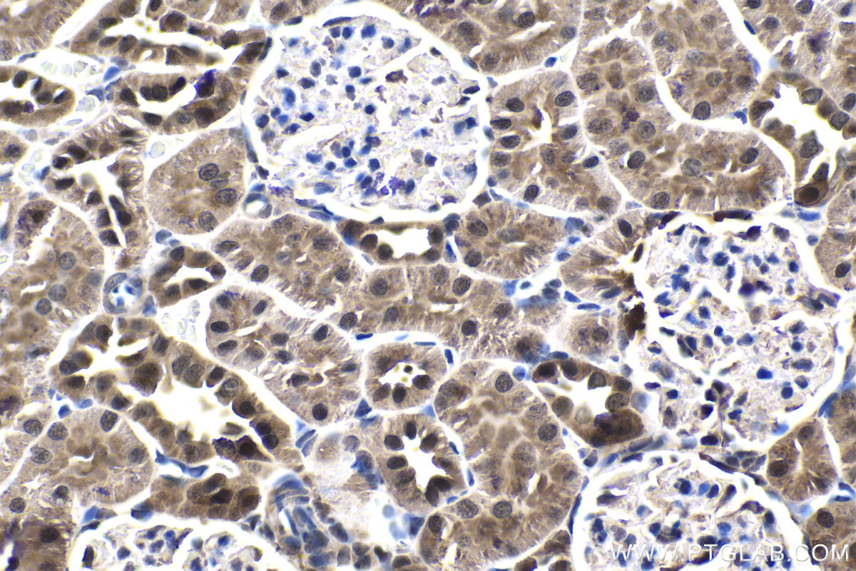 Immunohistochemical analysis of paraffin-embedded rat kidney tissue slide using KHC1858 (TAF15 IHC Kit).