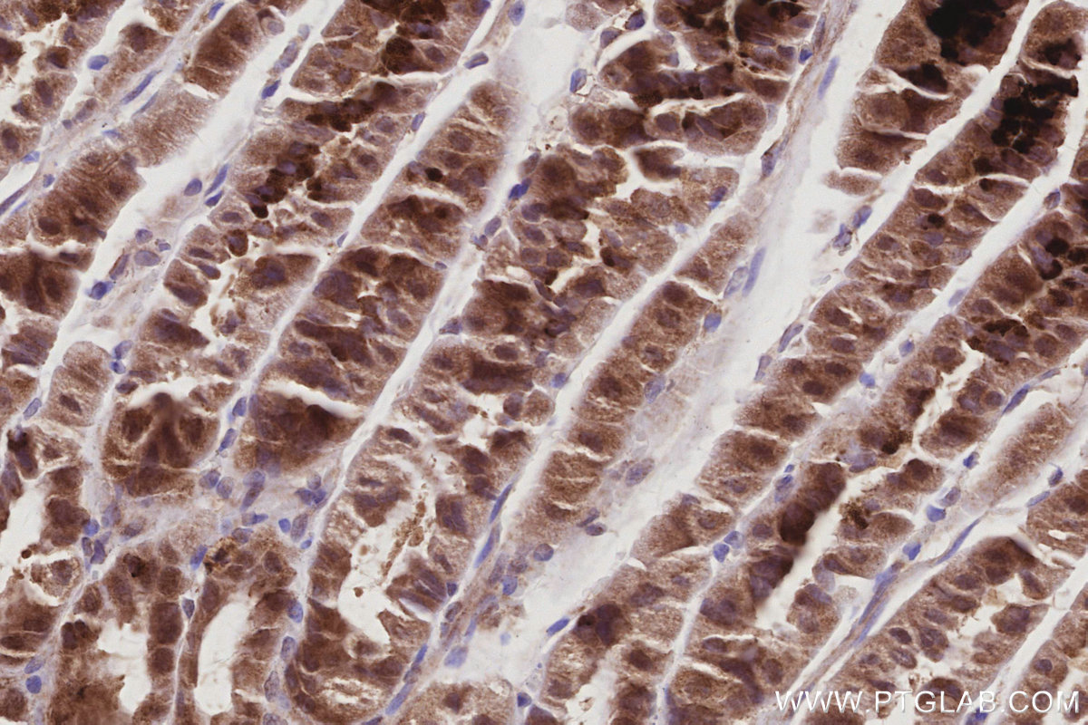 Immunohistochemical analysis of paraffin-embedded mouse stomach tissue slide using KHC3031 (TAOK2 IHC Kit).