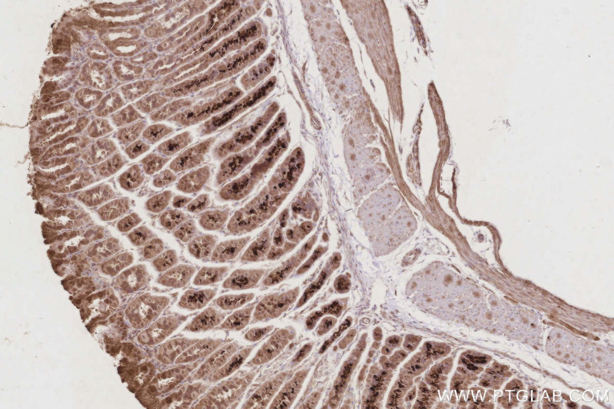 Immunohistochemical analysis of paraffin-embedded mouse stomach tissue slide using KHC2908 (TAOK3 IHC Kit).